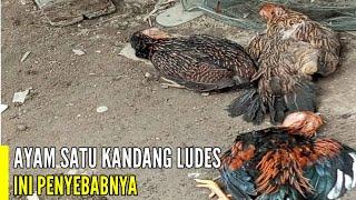 CAUSES OF SUDDEN CHICKEN DEATH AND HOW TO DEAL WITH THEM 