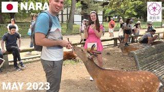 【奈良公園】お辞儀する鹿に感激の外国人観光客 鹿せんべい記念写真なでなで Feeding the Bowing Deer at Nara Park Japan