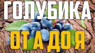 ГОЛУБИКА ОТ А ДО Я  Посадка уход сорта