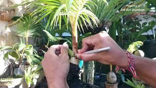 pruning bonsai kelapa usia 2 tahun #coconutbonsai