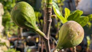 Erste Feigenernte schneller als gedacht? - Feigenabhof.de