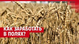 Сколько получают агрономы? Рассказываем кем быть через 10 лет