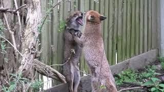 Red Foxes Vulpes vulpes dog fox and vixen having a fight