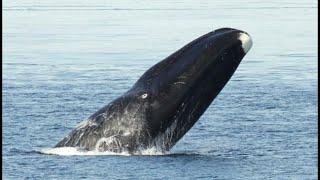 Facts The Bowhead Whale