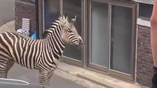 Zebra on the street in Seoul Korea