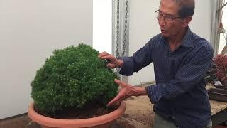 How to create a Bonsai from Raw Material