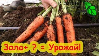 ЛУЧШЕ ЭТОЙ ПОДКОРМКИ НЕТ Урожай моркови мешками Финальная подкормка моркови перед уборкой.