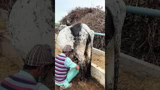 Animal Feeding in the Morning  Village Life Style