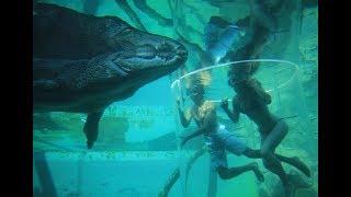 CAGE OF DEATH IN DARWIN - Saltwater Crocodiles