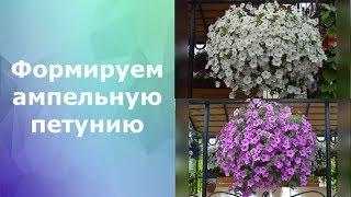 Формирование ампельной петунии.