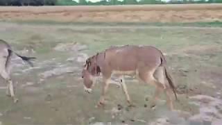 Donkey covering in the field first time meeting