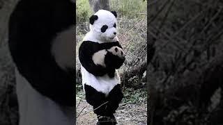 Cuidadores de una  reserva en China se   visten de Pandas #Shorts