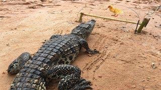 WowAwesome Human Catches Crocodile By Quick Trap_How To Make Crocodile Trap_That Work 100%