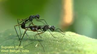 Fly mating Stilt legged fly Micropezidae  Insect Behavior #video #insects #love