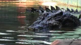 Cassius Worlds Largest Crocodile in Captivity Green Island Australia