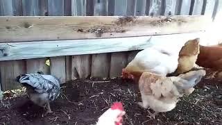 Happy hen sounds