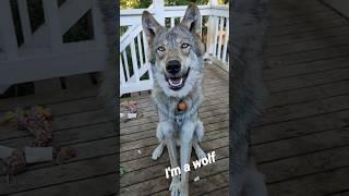 The Difference Between a Wolf and a Dog #wolfdog #wolfpup #petwolf