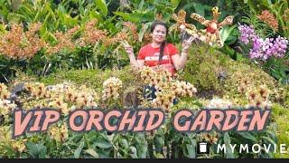 VIP ORCHID GARDEN *WALKING TOUR 