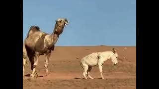 Donkey vs Camel Fight Funny Video Dil Kithe Khara Bholiya