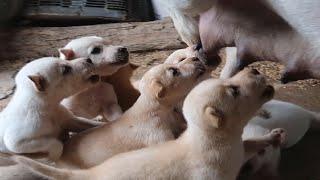 Puppies want mothers milk .