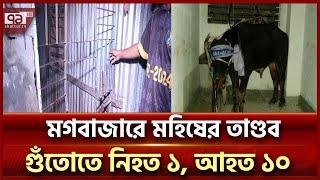 রাতভর মহিষের এলোপাথাড়ি গুঁতোতে নিহত ১ আহত ১০  Mogbazar  Ekattor TV