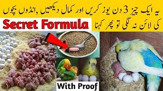 Birds breeding formula  budgies parrots natural breeding formula  Best breeding formula