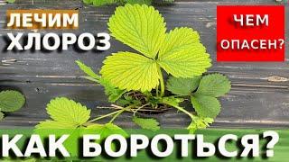 ХЛОРОЗ НА КЛУБНИКЕ Как БОРОТЬСЯ и чем опасен?