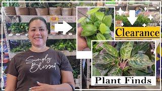 Home Depot And Lowes Shop With Me  New Plants and Clearance Pots #plants #shopping #new #clearance