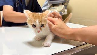 生まれて初めて病院でワクチンの注射をされた子猫がこうなっちゃいました…