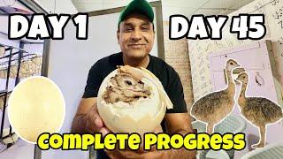 Day 1 To Day 45 Ostrich Eggs Candling  Hatching Ostrich Baby  Oye Bhatti