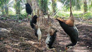 Sebuah kejutan adalah solusi untuk ruak ruak yang lihai meloloskan diri   bird trap