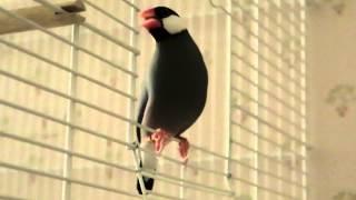 Java finch singing