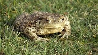 Żaba   ropucha  Toad frog