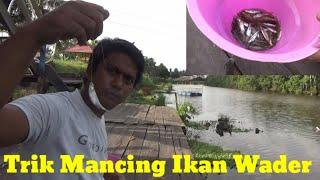 Trik Mancing Ikan Wader Strike Bertubi Tubi