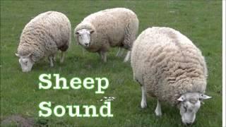 Sheep sound