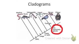 How to read a cladogram.