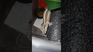 Gecko Eating #gecko #gargoylegecko #gargoyles #geckos #lizard #reptile #trending #cockroach #habitat