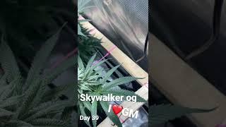 Skywalker OG by ILGM FROSTY  @acinfinity