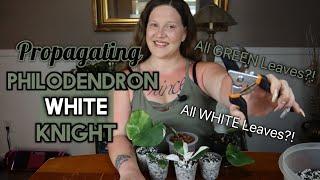 Philodendron White Knight Propagation Aroid Propagation How to Propagate Aroids