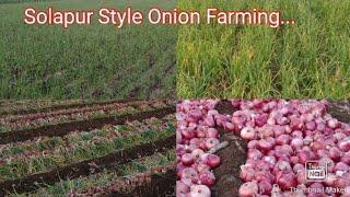 Onion Farming Solapur  Kanda Sheti  Kanda lagni  How to done Onion Farming  Lai Bhari Jewan 