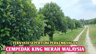 review perkembangan cempedak king merah Malaysia @MASALIAGRO #review #cempedak #malaysia