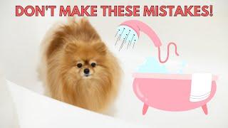 Common Mistakes When Giving Your Dog a Bath  How to Give a Pomeranian a Bath at Home