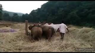 traditional Rice threshing with help of Bullock