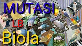 AneKa MaCaM JeNiS MuTaSi LoVeBirD BiOLa