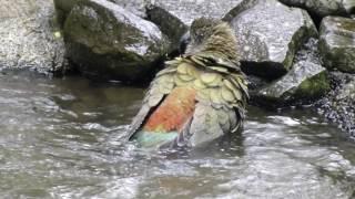 Kea having a bath New Zealand Alpine Parrot