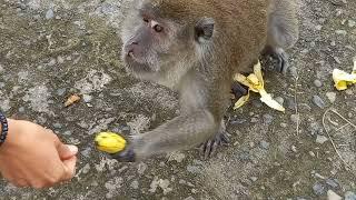 pregnant monkey yess baby monkey