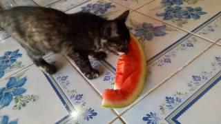 The cat eating watermelon con mèo ̣đang ăn dưa hấu