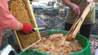 Harvesting Honey - Bee Master in Taiwan  蜂蜜採收 - 台灣養蜂達人