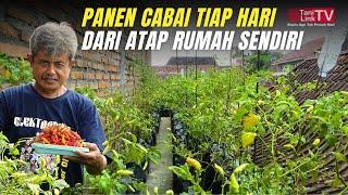 Tanam Cabai Organik di Atap Rumah. Ramah Kantong Ramah Lingkungan