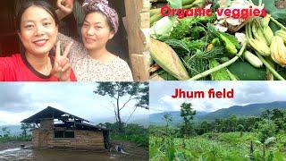 Farm life with sini mah  Harvesting organic vegetables and cooking at my Jhum field